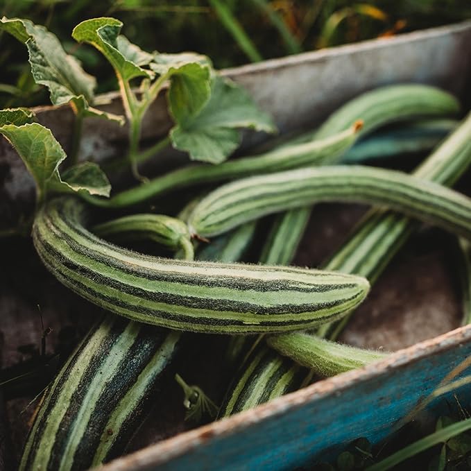 Striped Armenian Cucumber Cucumis melo Vegetable Seeds for Planting in Garden for Planting, Premium Vegetable Seeds | He