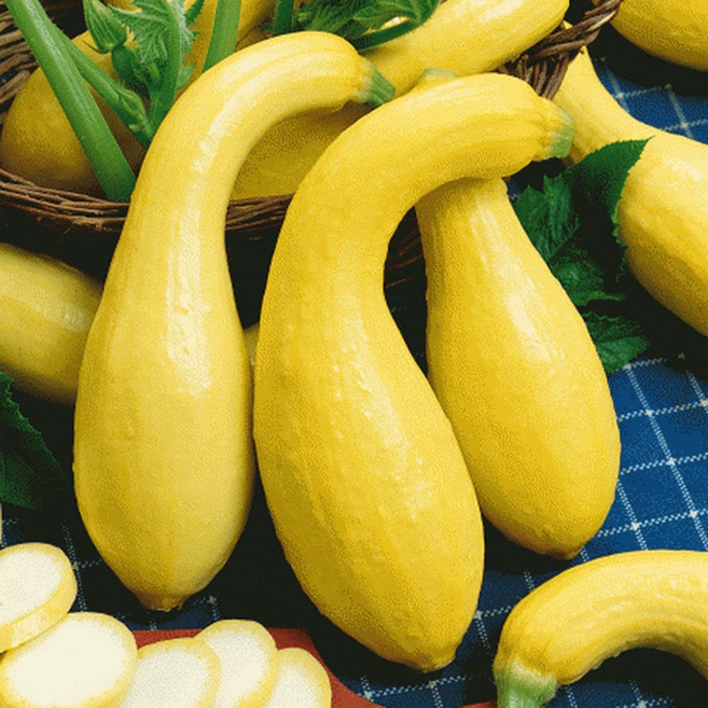 Summer Crookneck Yellow Squash Seeds for Planting for Planting, Premium Seeds | Heirloom Non-GMO