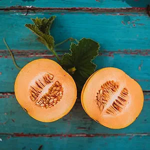 Sweet Cantaloupe Cucumis melo Melon Fruit Seeds for Planting in Garden Fruit Seeds for Home Gardens, Raised Beds & Outdoor Growing