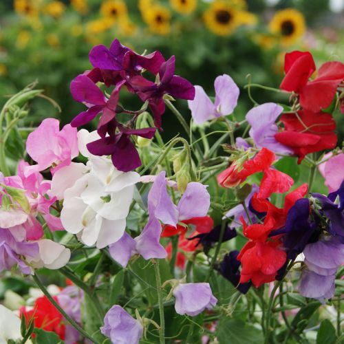 Sweet Pea Flower Lathyrus odoratus Seeds for Planting in Flower Bed & Garden Heirloom Non-GMO Seeds
