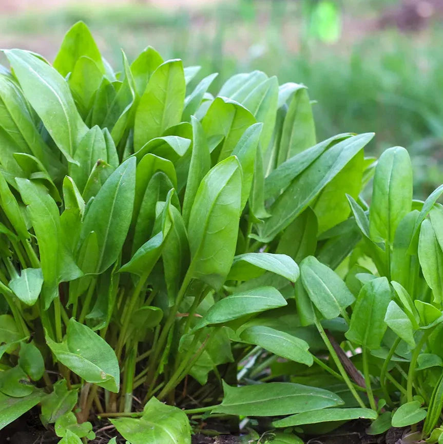 Sorrel Seeds (a tangy leafy herb, Rumex acetosa) | Heirloom Non-GMO Herb Seeds for Home Gardens