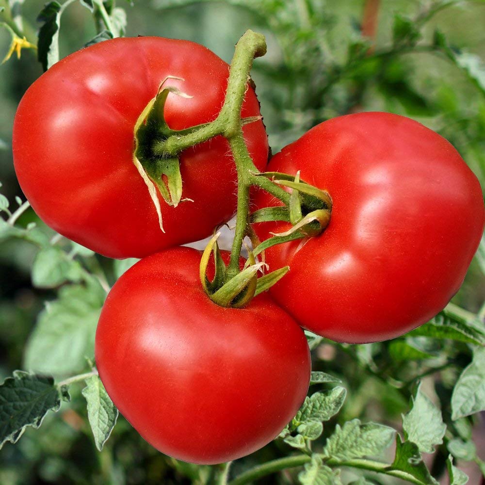 Organic Tomato Solanum lycopersicum Vegetable Seeds for Planting in Organic Garden for Planting, Premium Vegetable Seeds