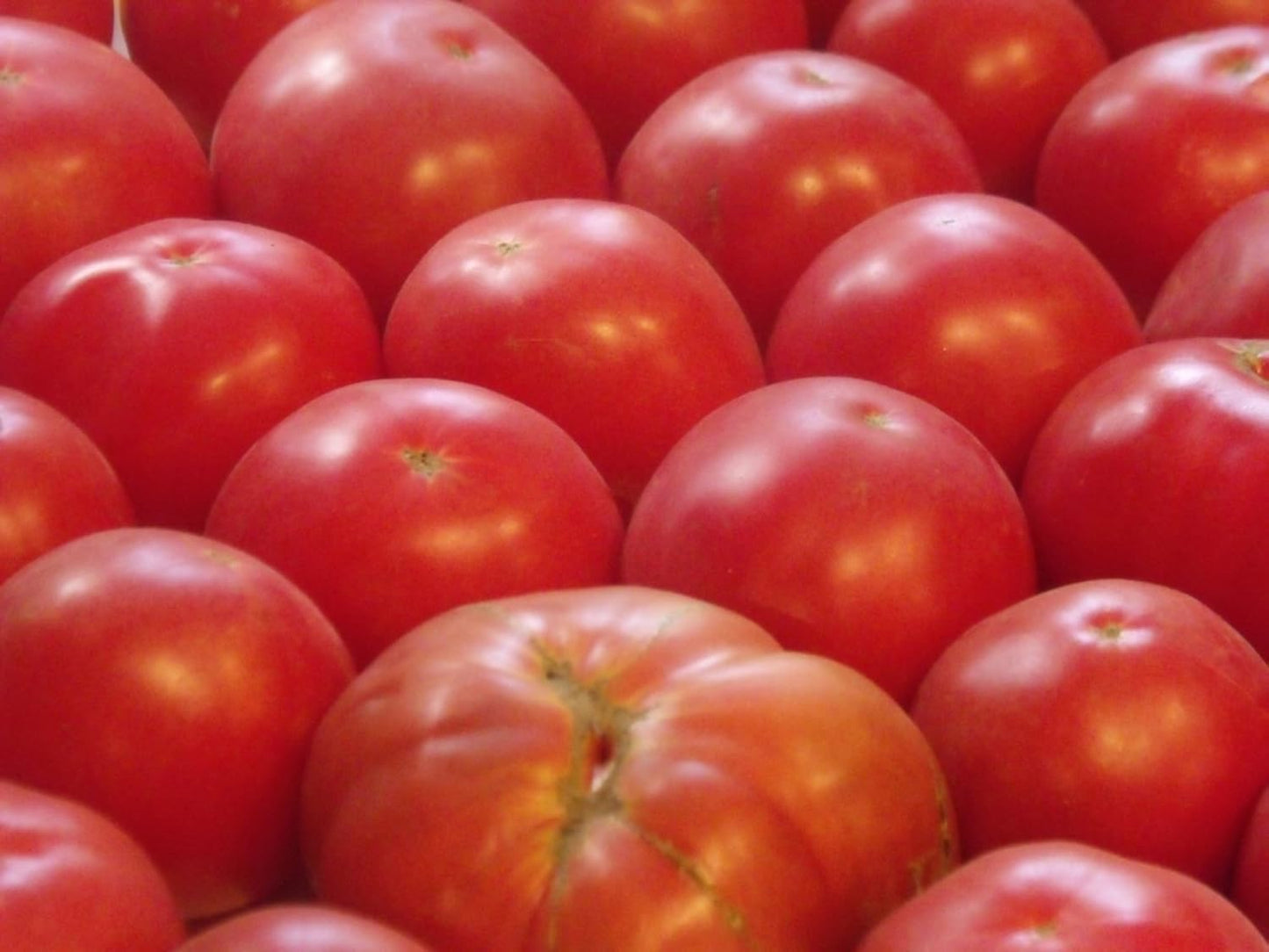 German Tomato Solanum lycopersicum Vegetable Seeds for Planting in Vegetable Patch for Planting, Premium Vegetable Seeds