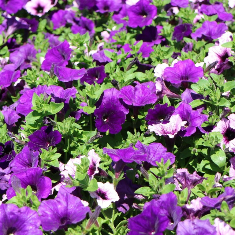 Wave Petunia Flower Seeds for Planting ¨C Spreading Trailing Garden Variety Heirloom Non-GMO Seeds