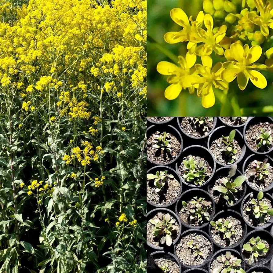 Woad Isatis Tinctoria Herbal Dye Plant Seeds | Heirloom Non-GMO Herb Seeds for Home Gardens