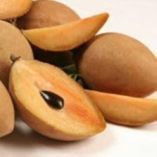 Sapota Fruit Seeds Manilkara zapota for Planting in Vegetable Patch Fruit Seeds for Home Gardens, Containers & Outdoor Growing