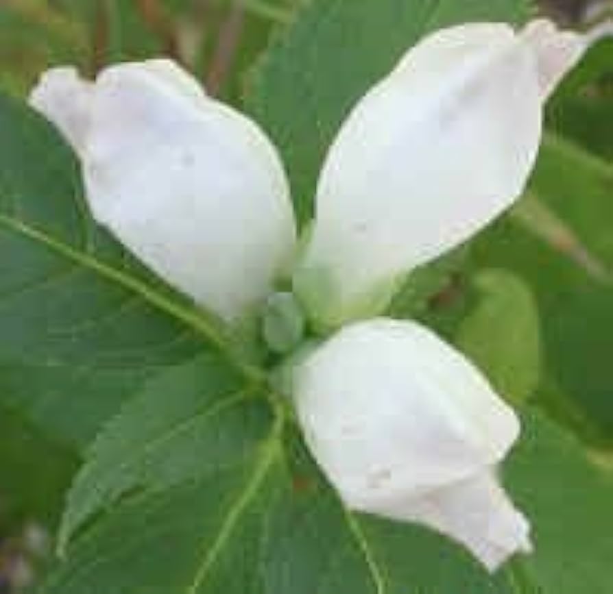 Turtlehead Chelone Glabra Native Wildflower Seeds for Planting Heirloom Non-GMO Seeds