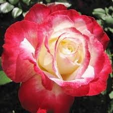 Double Delight Rose Flower Rosa spp. Seeds for Planting in Flower Bed & Garden Heirloom Non-GMO Seeds