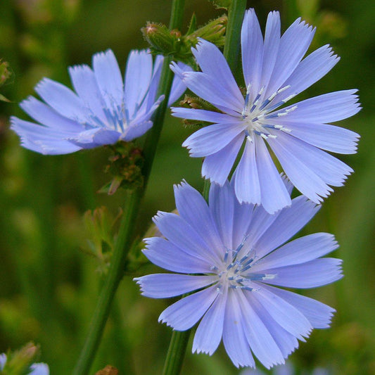 Blutwurzel Blutwurz Flower Seeds for Planting in Flower Bed Heirloom Non-GMO Seeds