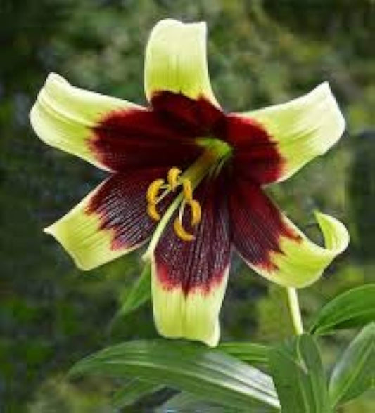 Nepal Lily Lilium nepalense Seeds for Planting in Wildflower Garden Heirloom Non-GMO Seeds