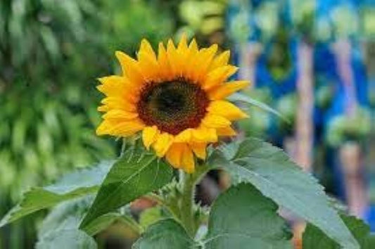 Oxeye Sunflower Seeds Heliopsis helianthoides for Planting in Flower Bed Heirloom Non-GMO Seeds