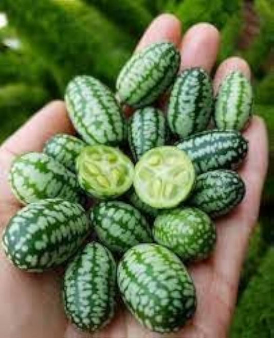 Mini Pepquino Watermelon Seeds for Planting Citrullus lanatus for vegetable patches and edible landscapes Heirloom Non-G
