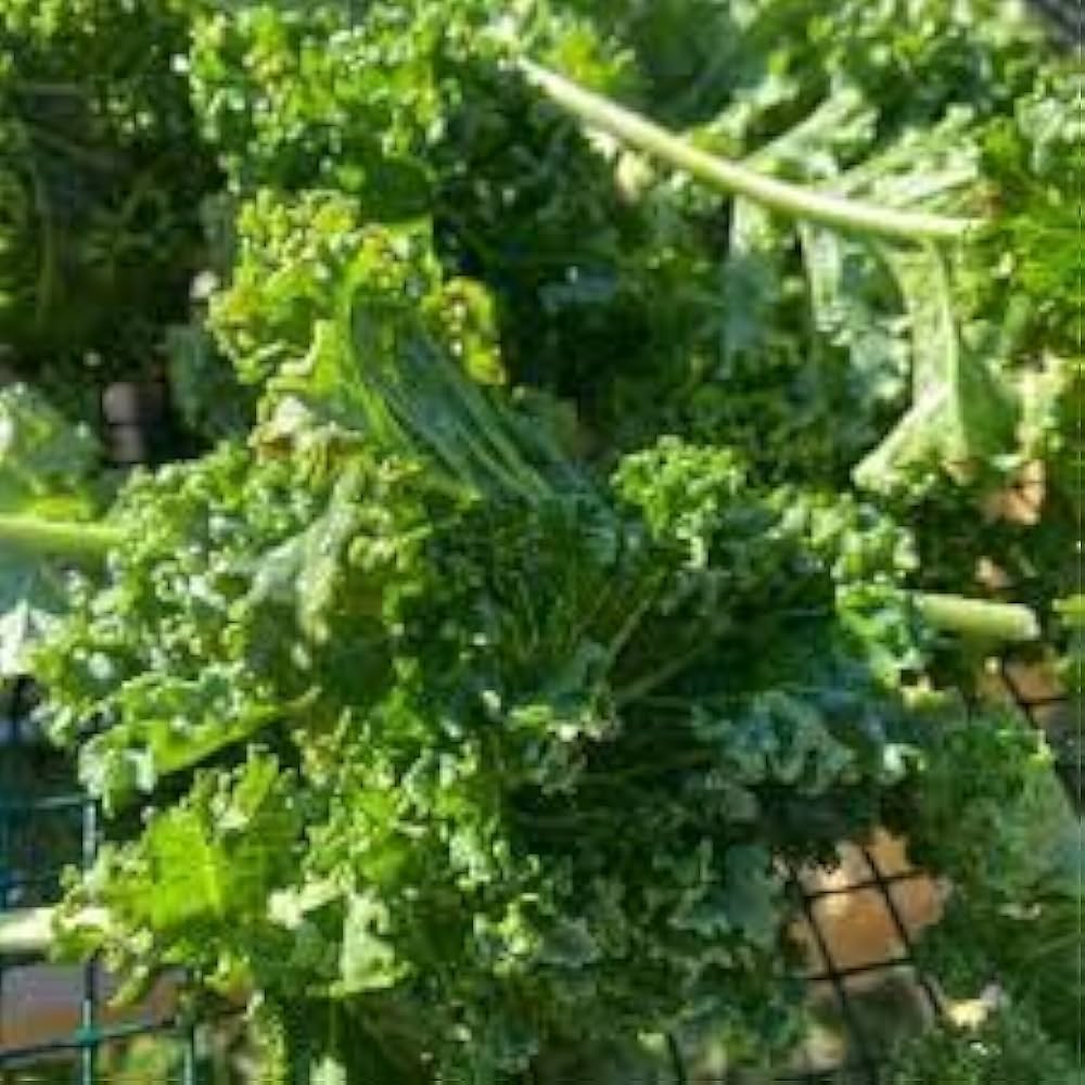 Scarlet Kale Brassica oleracea Seeds for Planting in Vegetable Garden for Planting, Premium Seeds | Heirloom Non-GMO