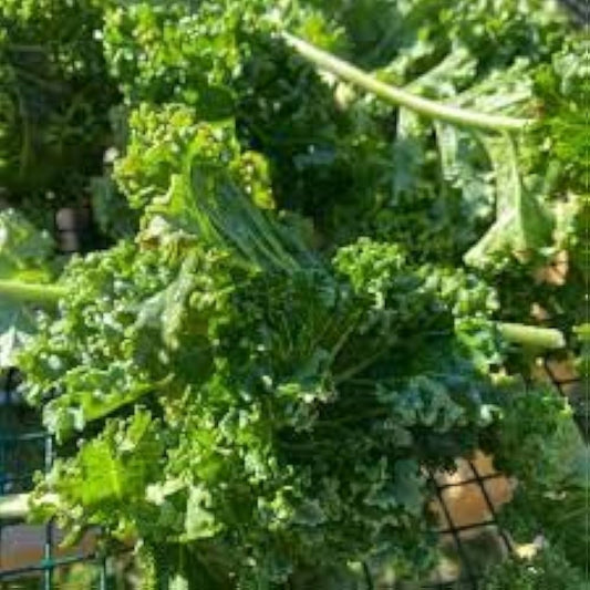 Scarlet Kale Brassica oleracea Seeds for Planting in Vegetable Garden for Planting, Premium Seeds | Heirloom Non-GMO