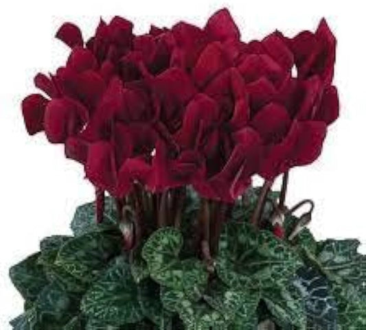 Cyclamen Cyclamen spp. Flower Seeds for Planting in Indoor Garden Heirloom Non-GMO Seeds