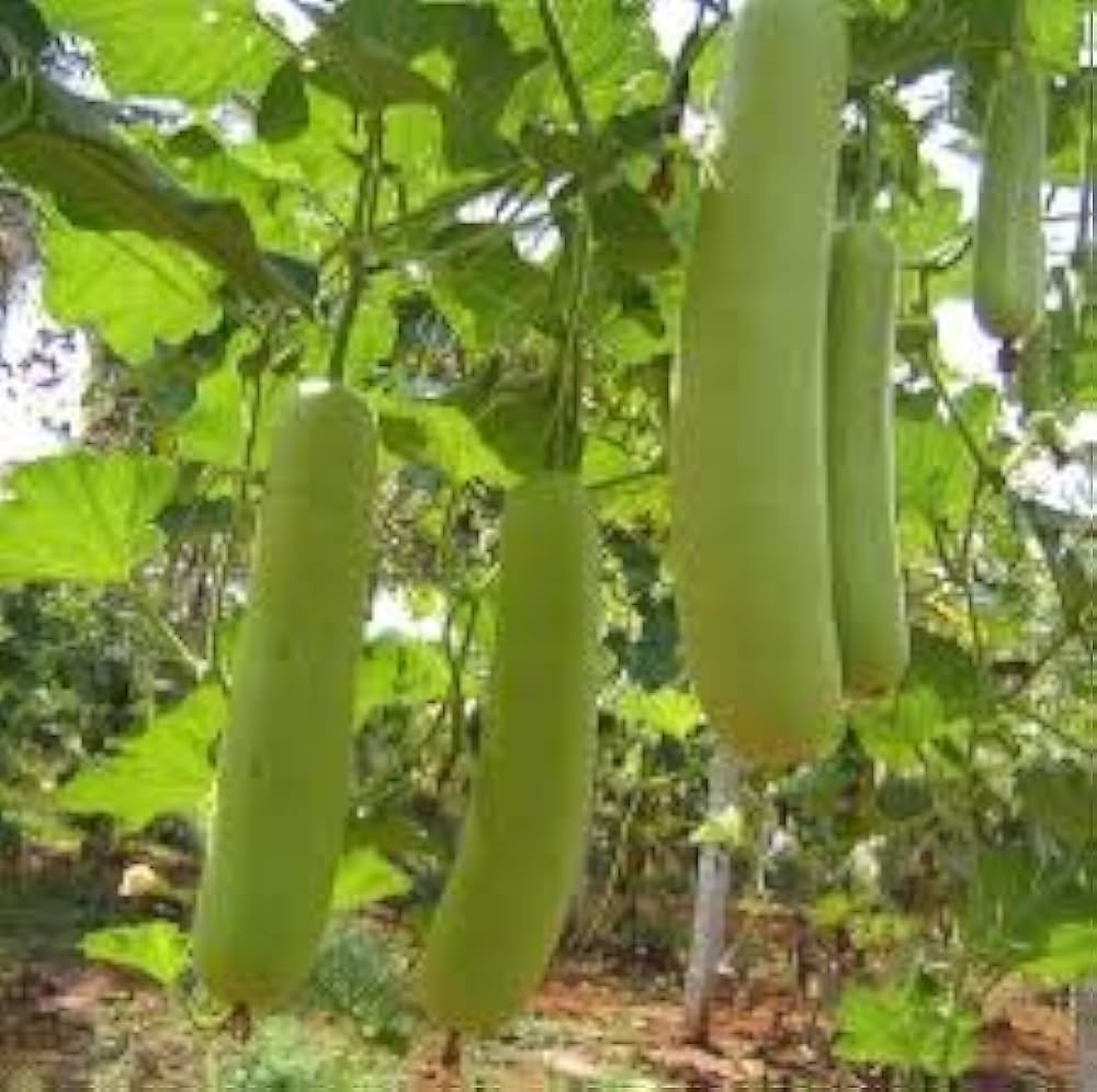Bottle Gourd Lagenaria siceraria Vegetable Seeds for Planting Heirloom Non-GMO Seeds