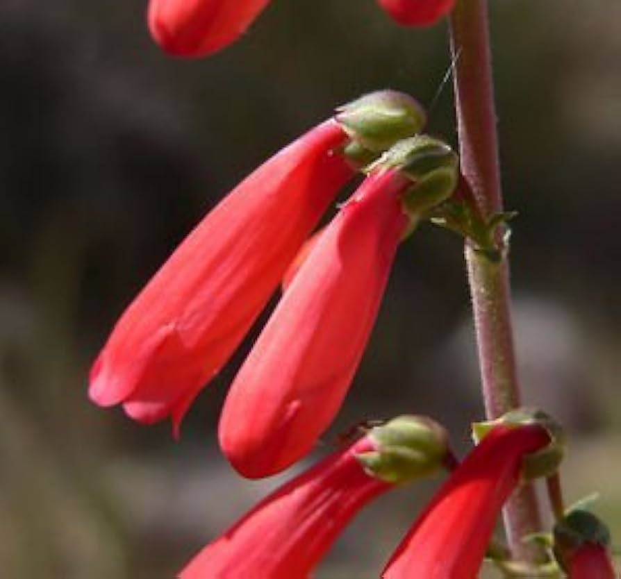 Eatons Penstemon Seeds for Planting - Perfect for Wildflower Garden & Flower Bed Heirloom Non-GMO Seeds
