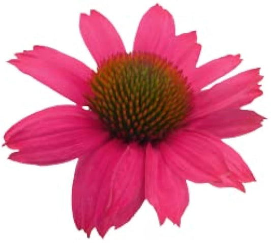 Coconut Lime Echinacea Coneflower Echinacea purpurea Seeds for Planting in Flower Bed Heirloom Non-GMO Seeds