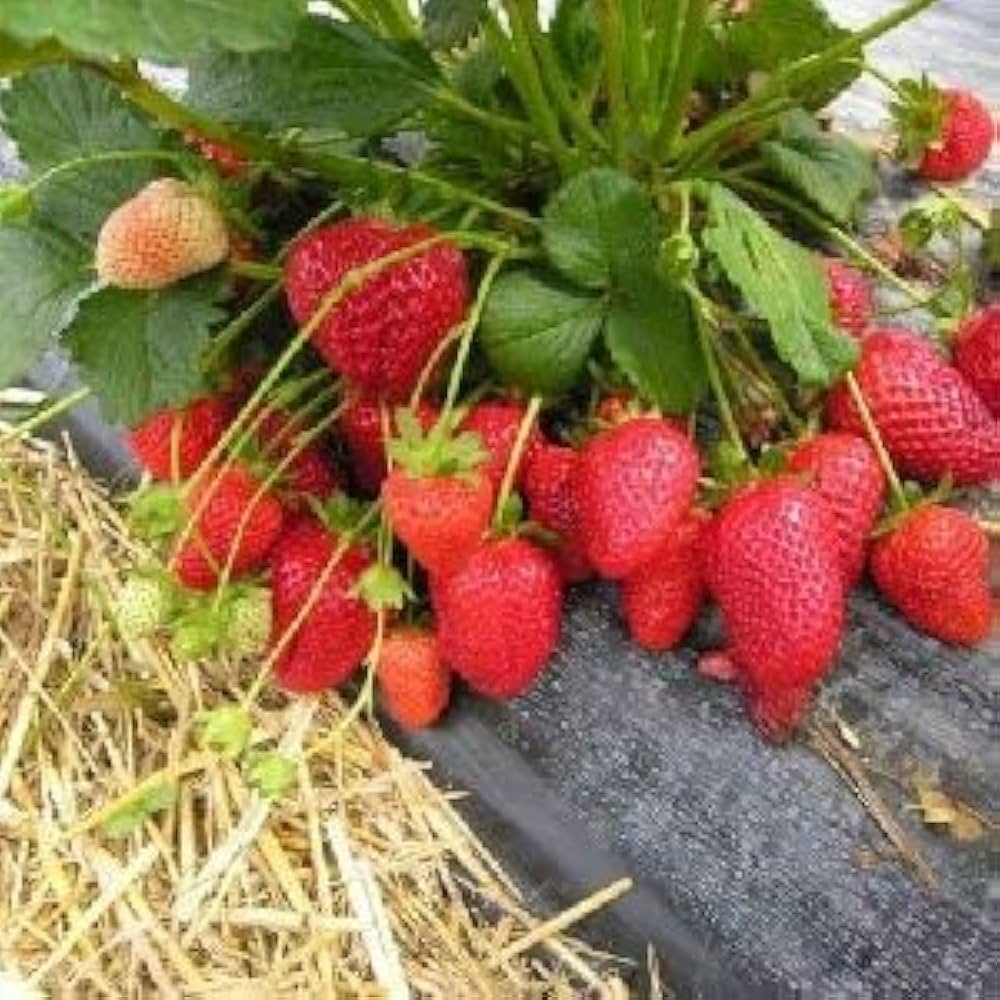 Hokowase Strawberry Seeds for Planting Fragaria x ananassa for vegetable patches and garden beds Perennial Fruit Seeds for Home Gardens, Raised Beds & Containers