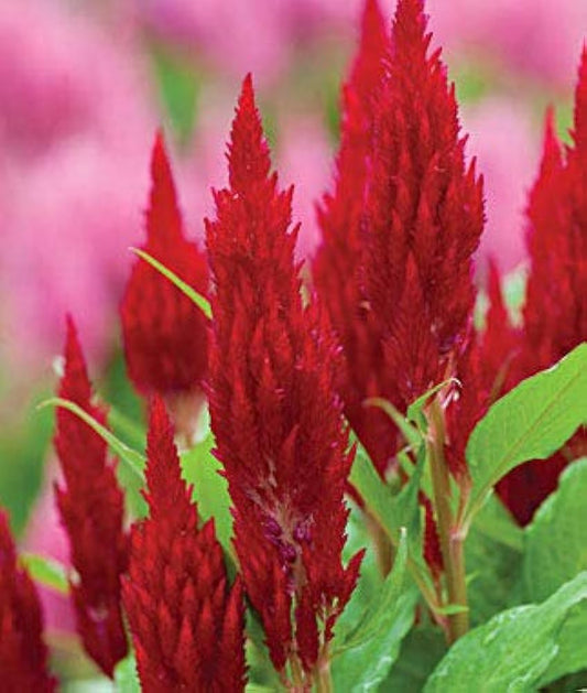 Scarlet Flower Ipomoea hederifolia Seeds for Planting in Flower Bed and Garden Heirloom Non-GMO Seeds