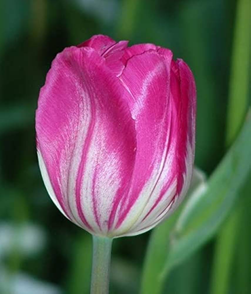 Double Tulip Seeds for Planting in Flower Bed & Garden Heirloom Non-GMO Seeds