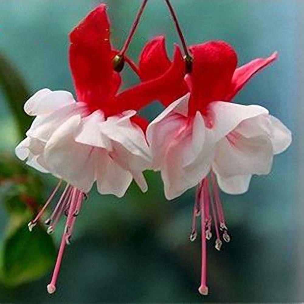 Double Petal Fuchsia Seeds for Planting Fuchsia hybrida for balcony pots and home garden Heirloom Non-GMO Seeds