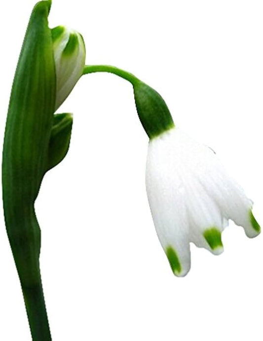 Snowdrop Flower Galanthus nivalis Seeds for Planting urban garden home garden Heirloom Non-GMO Seeds