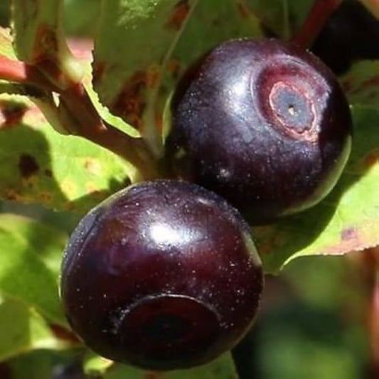 Mountain Huckleberry Bush Gaylussacia baccata Seeds for Planting in Berry Garden Perennial Fruit Seeds for Home Gardens, Raised Beds & Containers