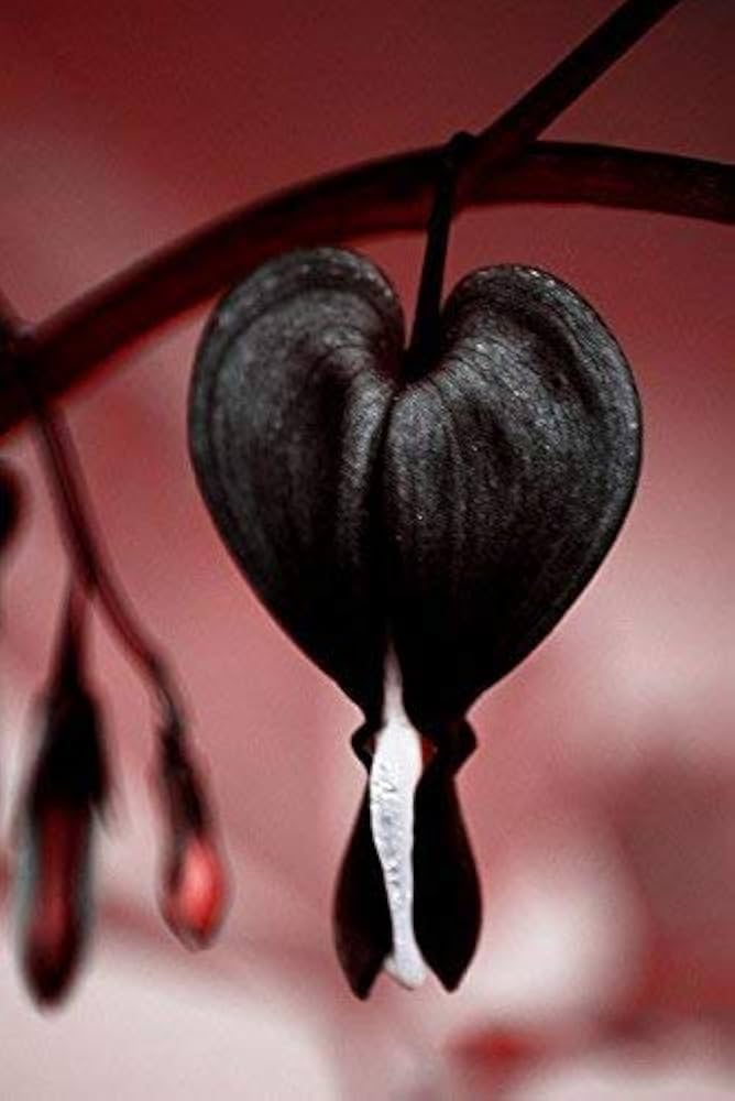 Dicentra Spectabilis Dicentra spectabilis Flower Seeds for Planting in Flower Bed Heirloom Non-GMO Seeds