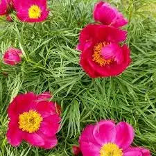 Fern Leaf Peony Paeonia spp Plant Seeds for Planting in Flower Bed Heirloom Non-GMO Seeds