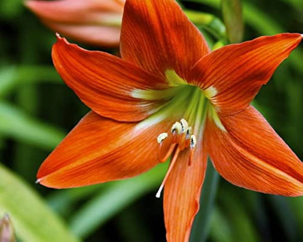 Amaryllis & Barbados Lily Seeds for Planting in Home Garden & Flower Bed Heirloom Non-GMO Seeds