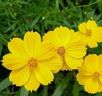 Cosmos Flower seeds for Planting Shade Tolerant Heirloom & GMO Free Seeds for Home Garden