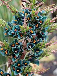 Puya Alpestris Flower Puya alpestris Seeds for Planting in Exotic Garden & Landscape Heirloom Non-GMO Seeds
