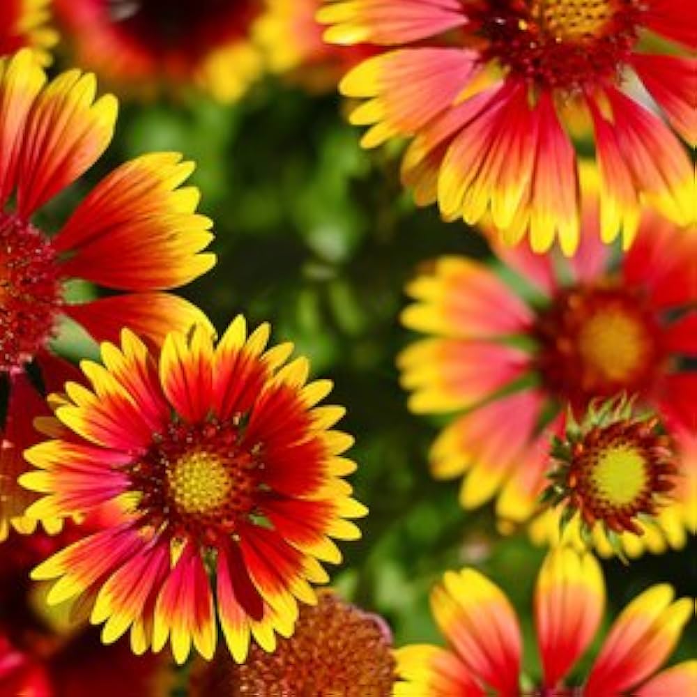 Eateral Flowers Seeds for Planting in Garden & Flower Bed Heirloom Non-GMO Seeds