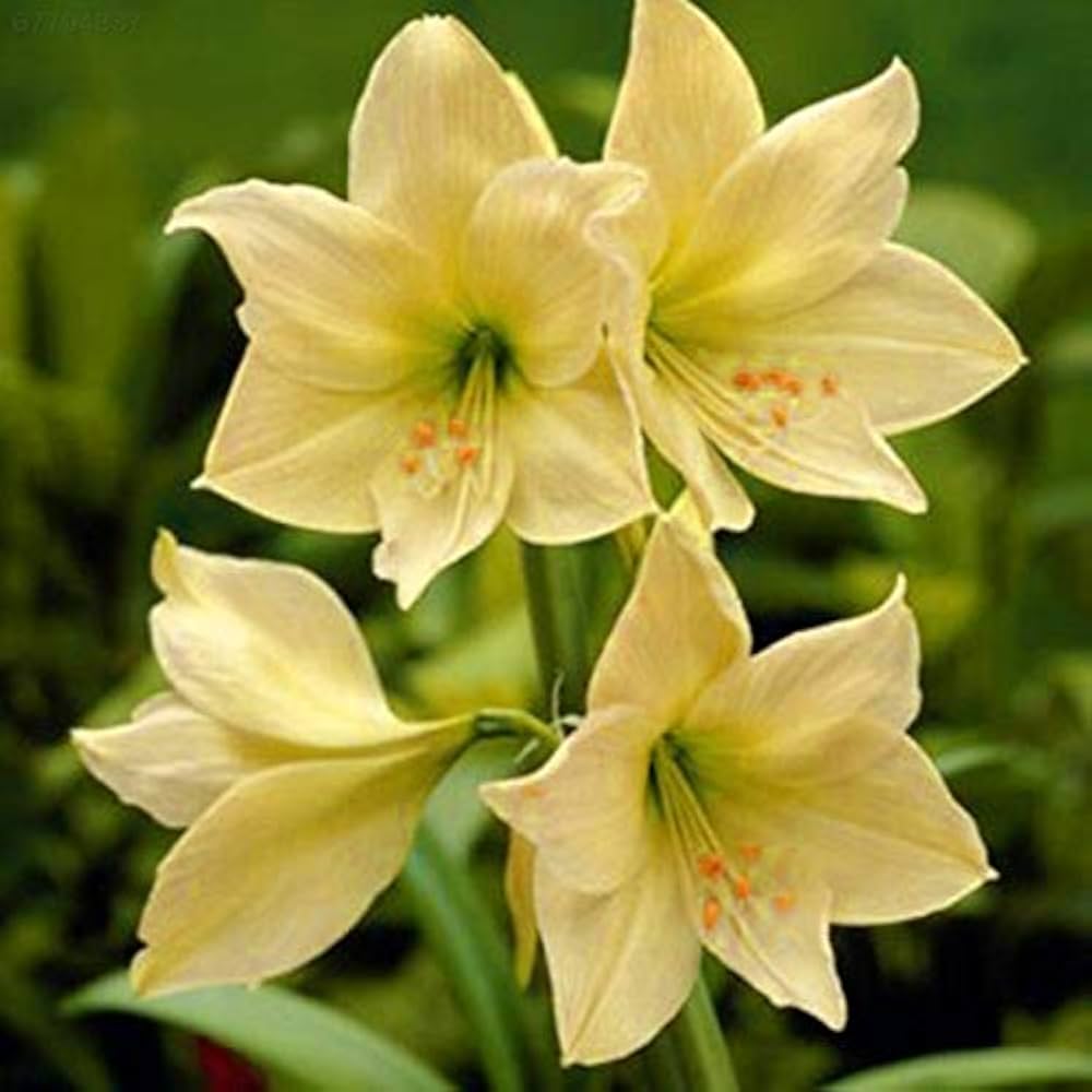 Yellow Sunrise Amaryllis Bulbs for Planting - Ideal for Flower Bed & Home Garden Heirloom Non-GMO Seeds