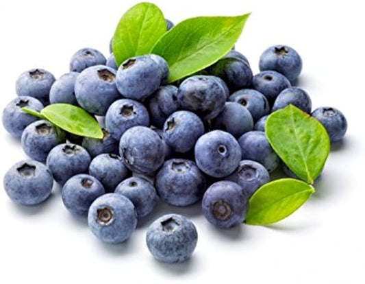 Blueberry Seeds for Planting Vaccinium corymbosum for home orchards and vegetable patches Perennial Fruit Seeds for Home Gardens, Raised Beds & Containers