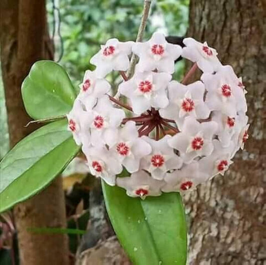 Hoya Orchid Hoya spp. Flower Seeds for Planting in Indoor Garden for Planting, Premium Seeds | Heirloom Non-GMO