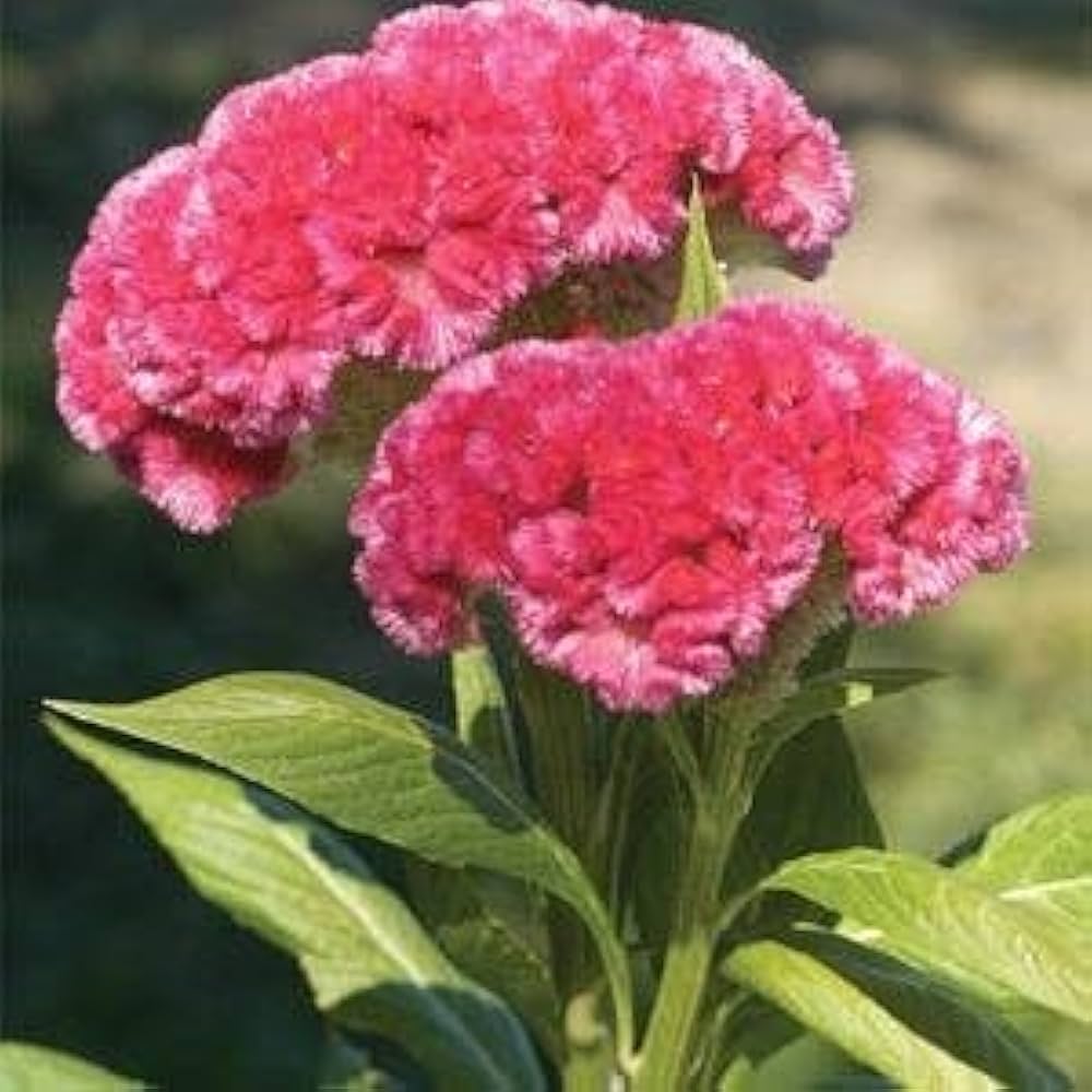 Cylindrica Seeds for Planting Cylindrica for flower beds and container gardens Heirloom Non-GMO Seeds