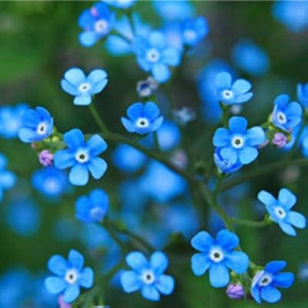 Myosotis Sylvatica Seeds for Planting Myosotis sylvatica for flower beds and woodland gardens Heirloom Non-GMO Seeds
