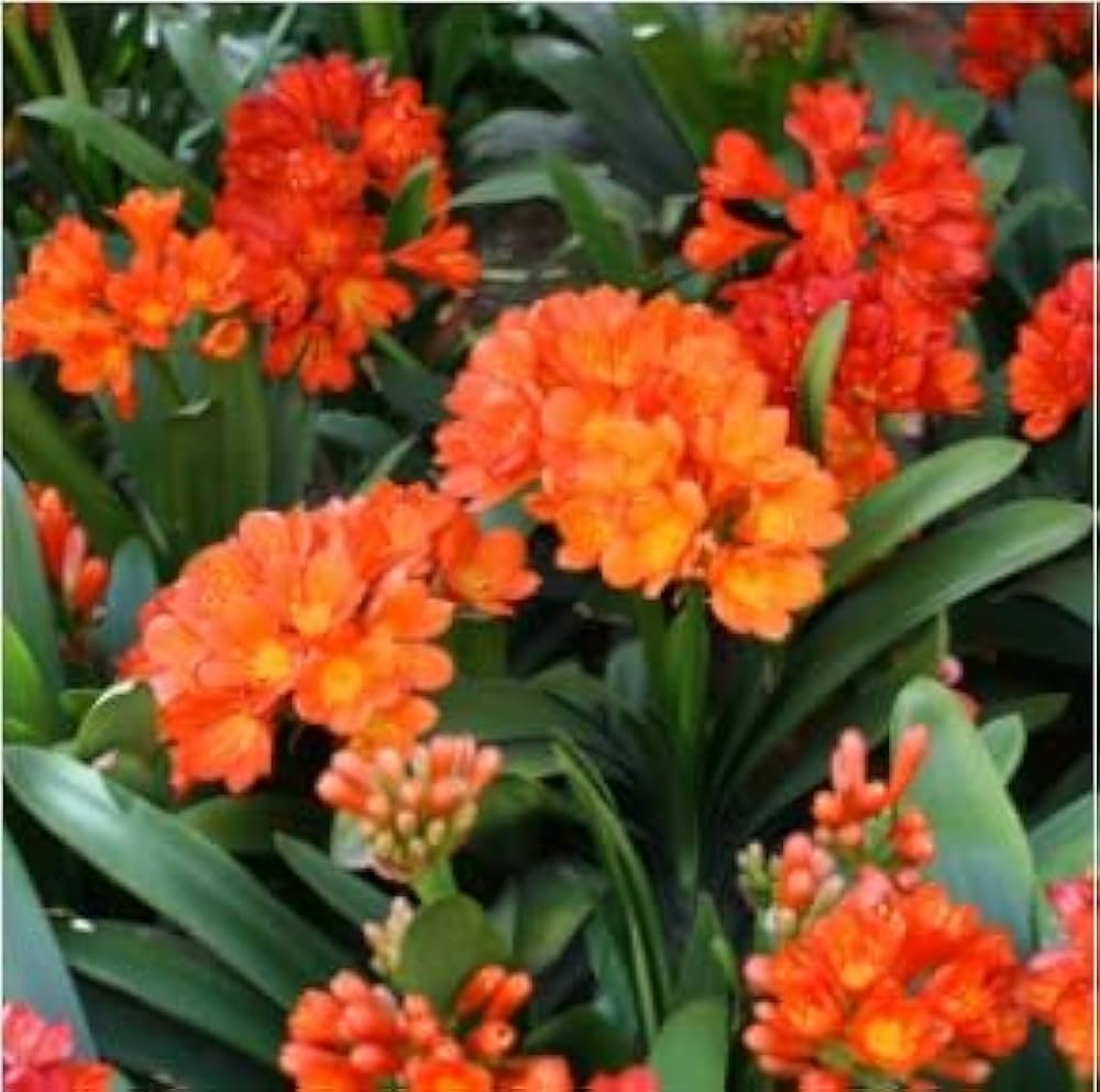 Clivia Lily Seeds for Planting Clivia miniata for shaded beds and patios Heirloom Non-GMO Seeds