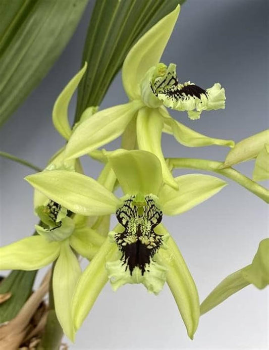 Orchid Balcony Seeds for Planting Dendrobium spp. for balcony gardens and indoor spaces Heirloom Non-GMO Seeds