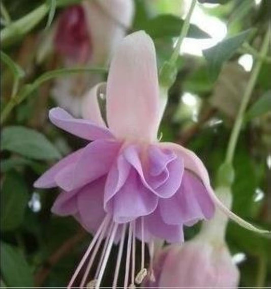 Fuchsia Seeds for Planting Fuchsia spp. for hanging baskets and flower beds Heirloom Non-GMO Seeds