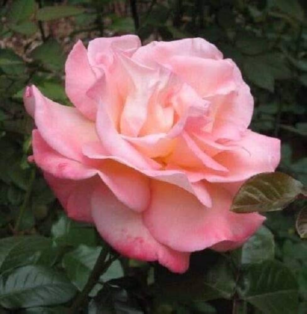 Claire Elizabeth Rose Seeds for Planting Rosa Claire Elizabeth for romantic borders and beds Heirloom Non-GMO Seeds