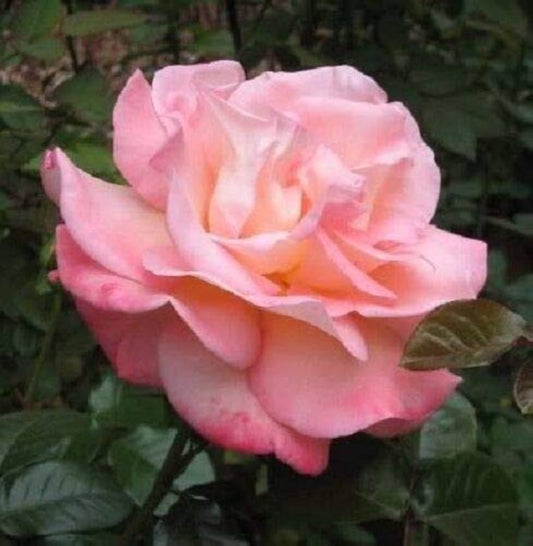 Claire Elizabeth Rose Seeds for Planting Rosa Claire Elizabeth for romantic borders and beds Heirloom Non-GMO Seeds