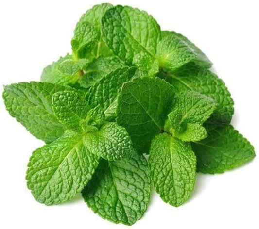 Peppermint Plant Seeds Mentha piperita for Planting in Vegetable Patch | Heirloom Non-GMO Herb Seeds for Home Gardens