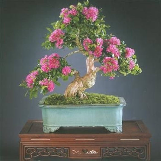 Crepe Myrtle Lagerstroemia Bonsai Flower Seeds for Planting Heirloom Non-GMO Seeds