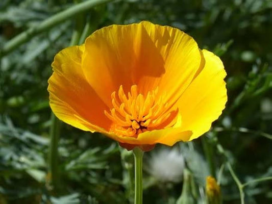 Eschscholtzia Mixed Color California Poppy Flower Seeds for Planting in Flower Bed and Wildflower Garden Heirloom Non-GM