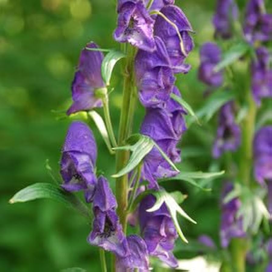 Monkshood Aconitum spp. Seeds for Planting in Flower Bed Heirloom Non-GMO Seeds