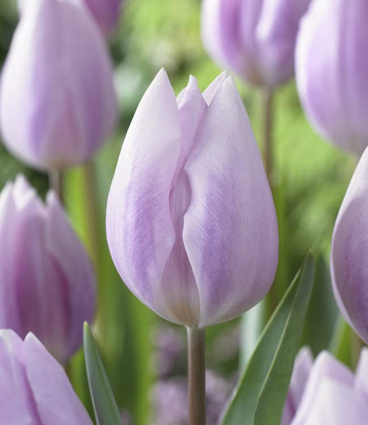 Tulip Ice Cream Tulipa 'Ice Cream' Seeds for Planting in Flower Bed Heirloom Non-GMO Seeds