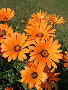 Orange Osteospermum Osteospermum jucundum Seeds for Planting in Flower Bed & Garden Heirloom Non-GMO Seeds